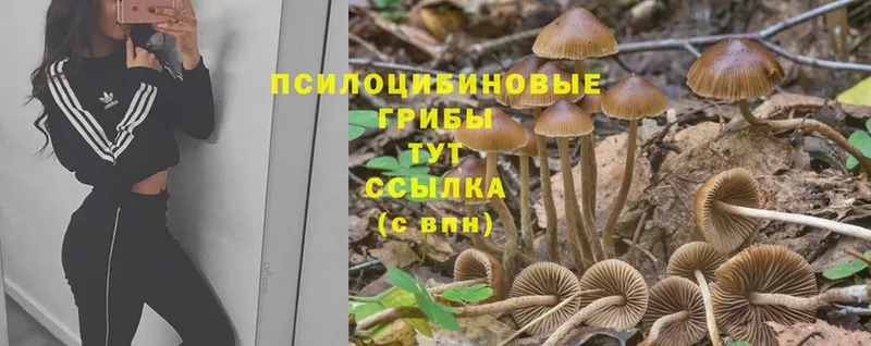 Псилоцибиновые грибы GOLDEN TEACHER  блэк спрут зеркало  Кольчугино 